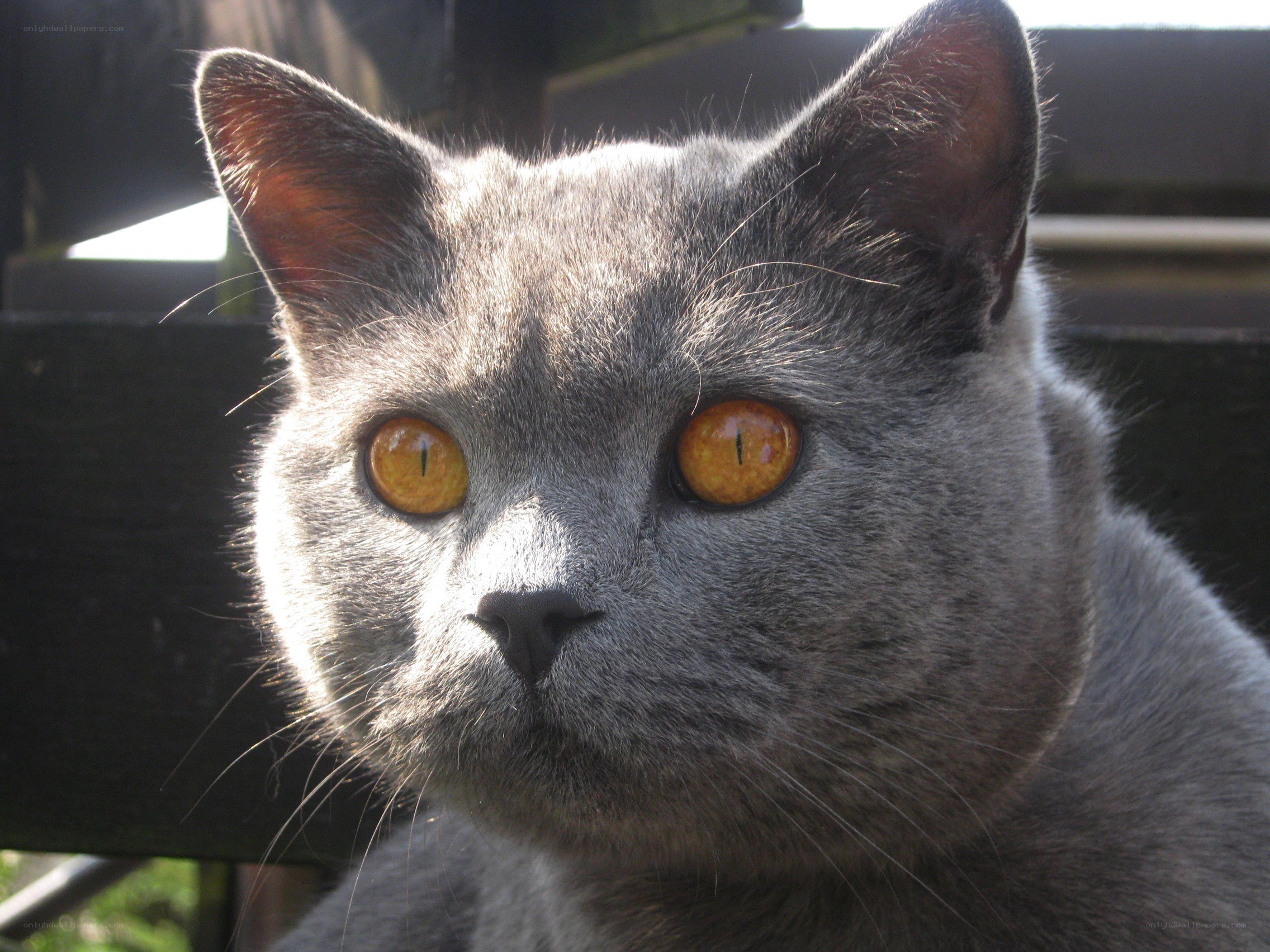 gray cat with amber eyes