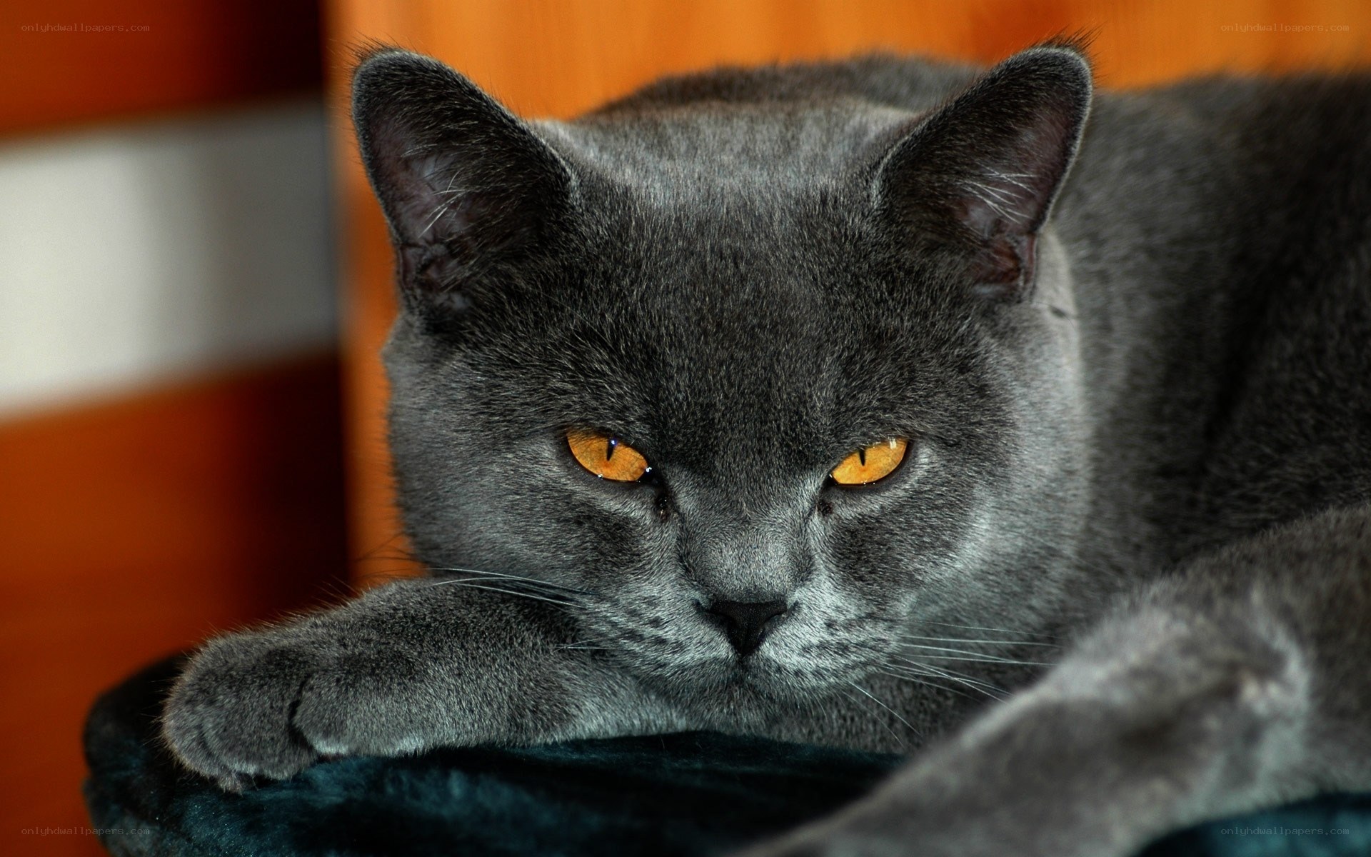 gray cat with amber eyes