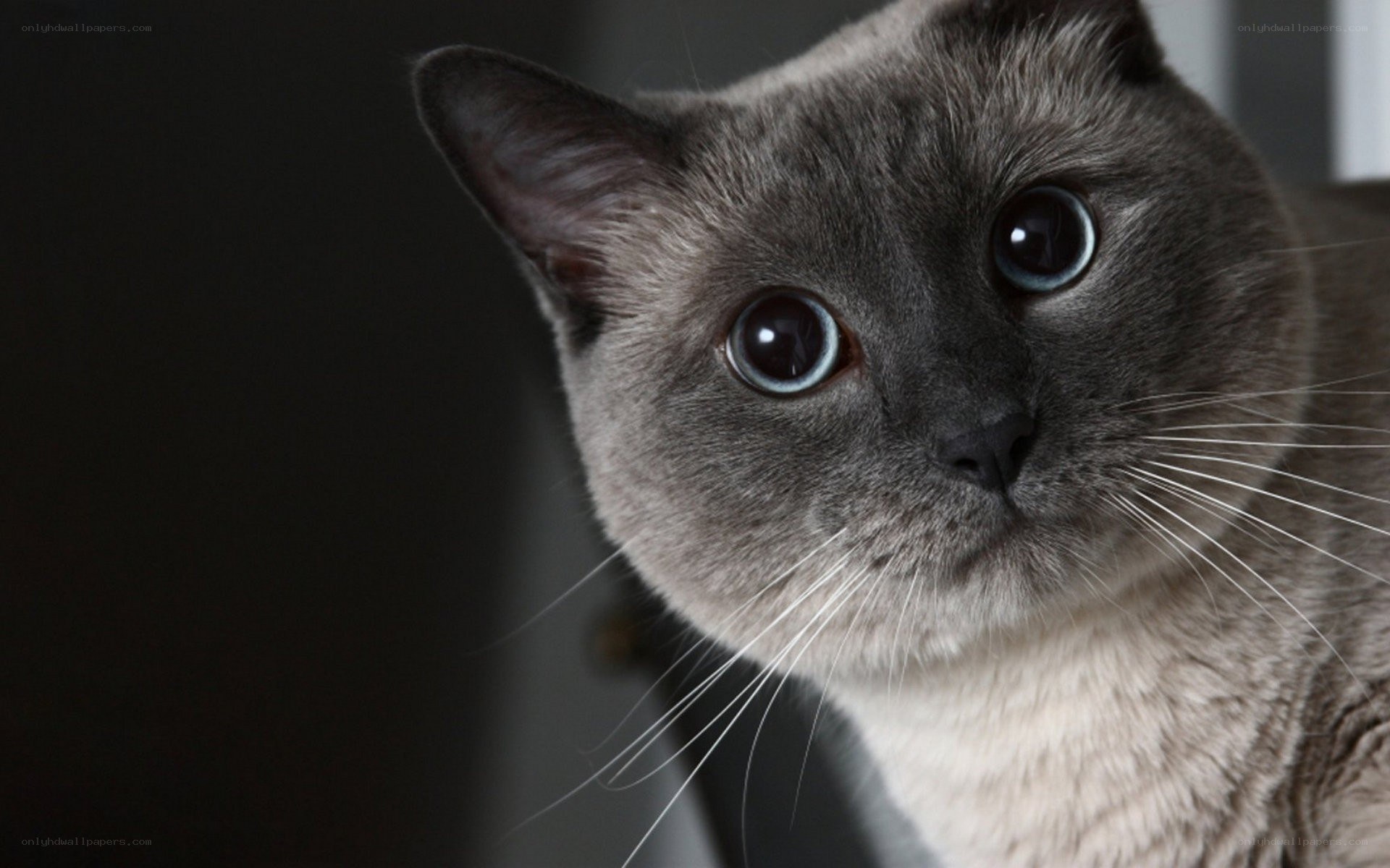 gray cat with blue eyes