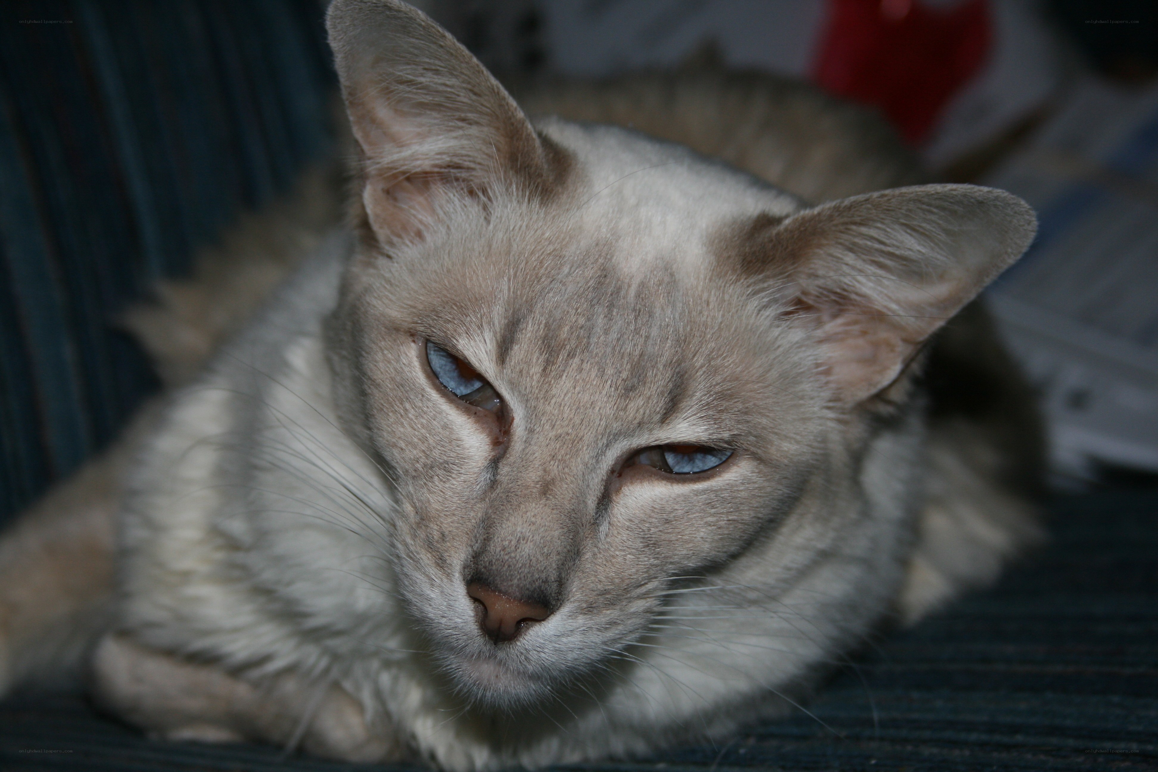 gray cat with blue eyes
