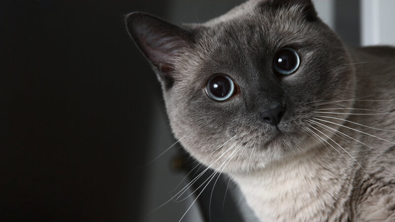 gray cat with blue eyes