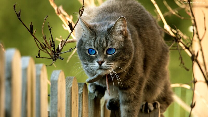 Gray Cat with Blue Eyes — Alert