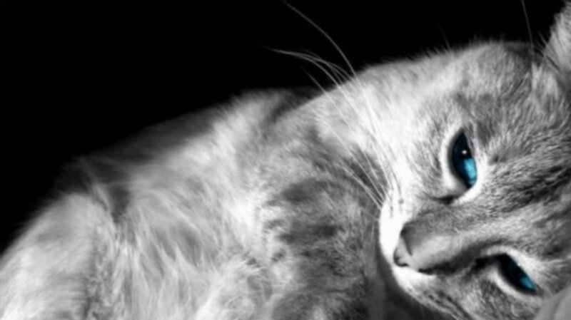 Gray Cat with Blue Eyes — Black