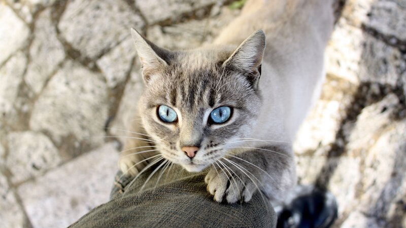 Gray Cat with Blue Eyes — Calm, Afternoon, Photograph, Jeans, Stone Wall