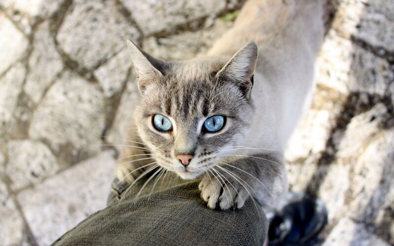 Gray Cat with Blue Eyes — Calm, Afternoon, Photograph, Jeans