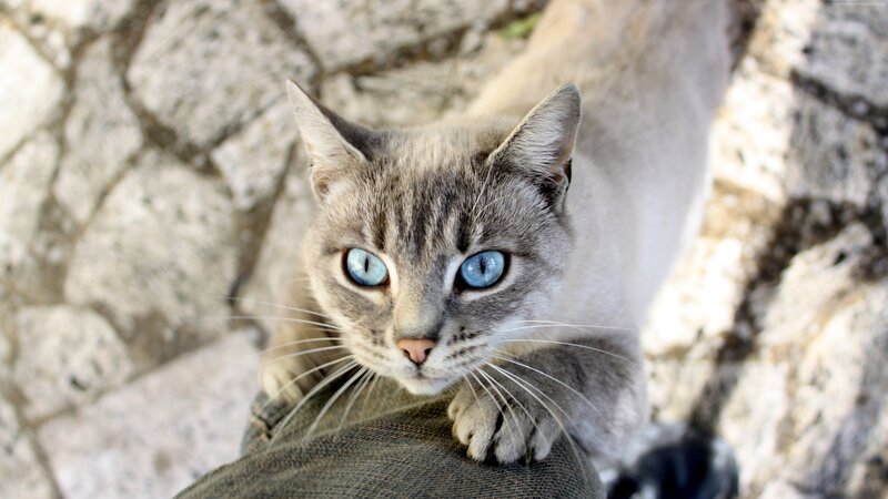 Gray Cat with Blue Eyes — Calm, Afternoon, Photograph, Stone Wall, Jeans