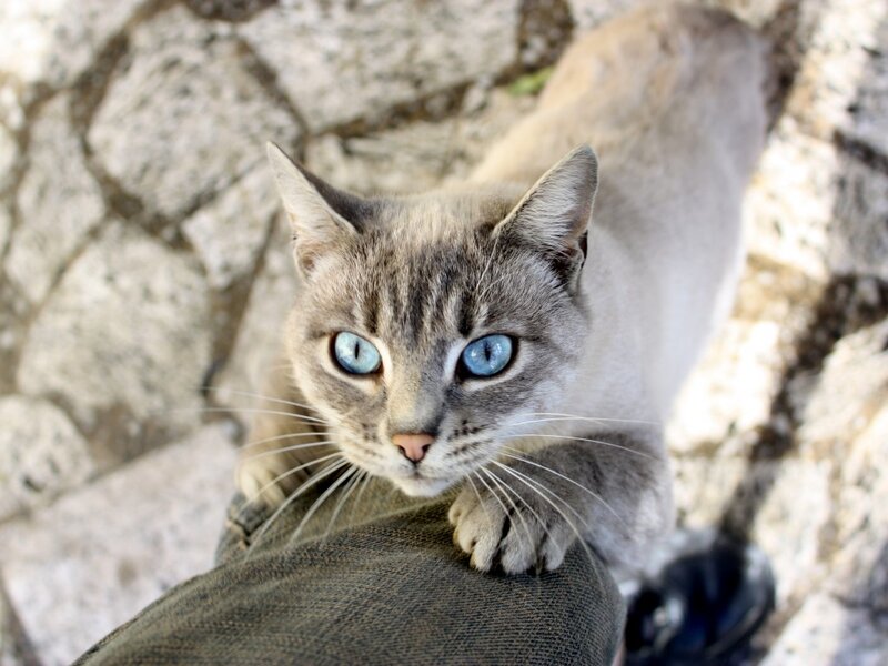 Gray Cat with Blue Eyes — Calm, Afternoon, Photograph, Stone Wall