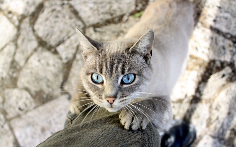 Gray Cat with Blue Eyes — Calm, Afternoon