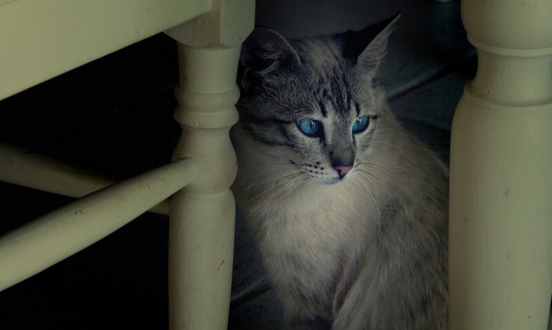 Gray Cat with Blue Eyes — Calm, Night