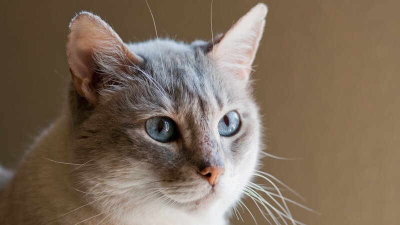 Gray Cat with Blue Eyes — Calm, Photograph, Ears