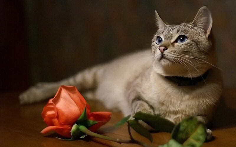 Gray Cat with Blue Eyes — Calm, Photograph