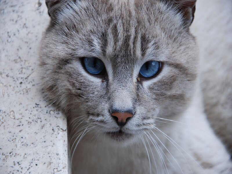 Gray Cat with Blue Eyes — Calm, Photograph, Wall