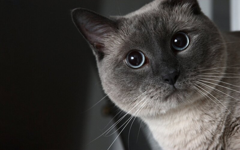 Gray Cat with Blue Eyes — Calm, Photograph, Whiskers, Dark Background, Black