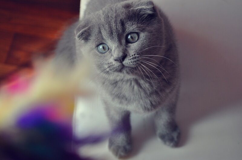 Gray Cat with Blue Eyes — Calm, Photograph, Whiskers, Floor