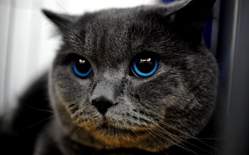 Gray Cat with Blue Eyes — Calm, Photograph, Whiskers, Fur