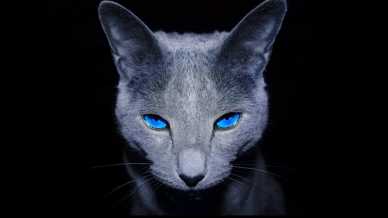 Gray Cat with Blue Eyes — Dramatic, Night, Photograph