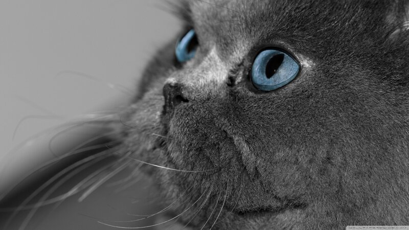 Gray Cat with Blue Eyes — Dramatic, Photograph, Whiskers