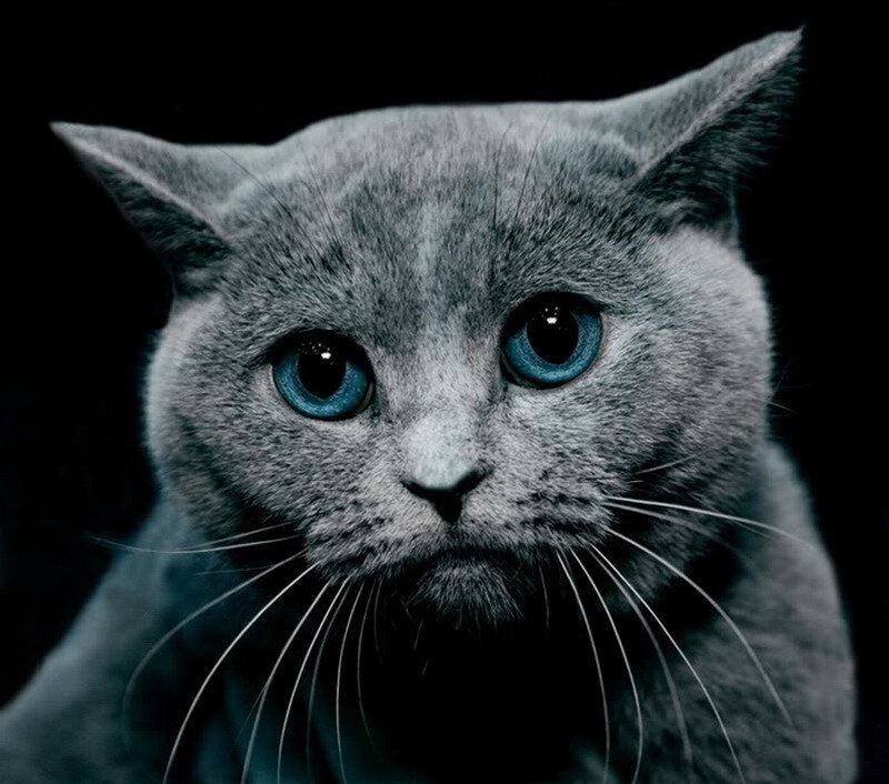 Gray Cat with Blue Eyes — Dramatic