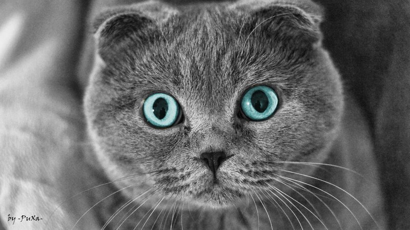 Gray Cat with Blue Eyes — Intense, Photograph