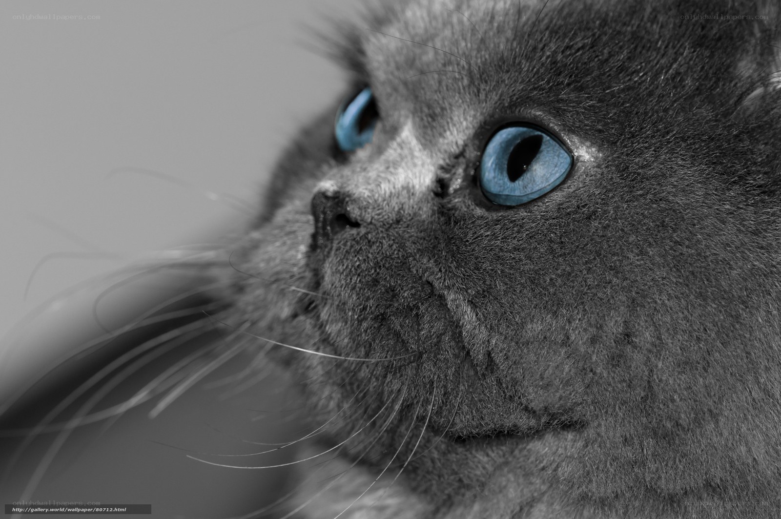 gray cat with blue eyes