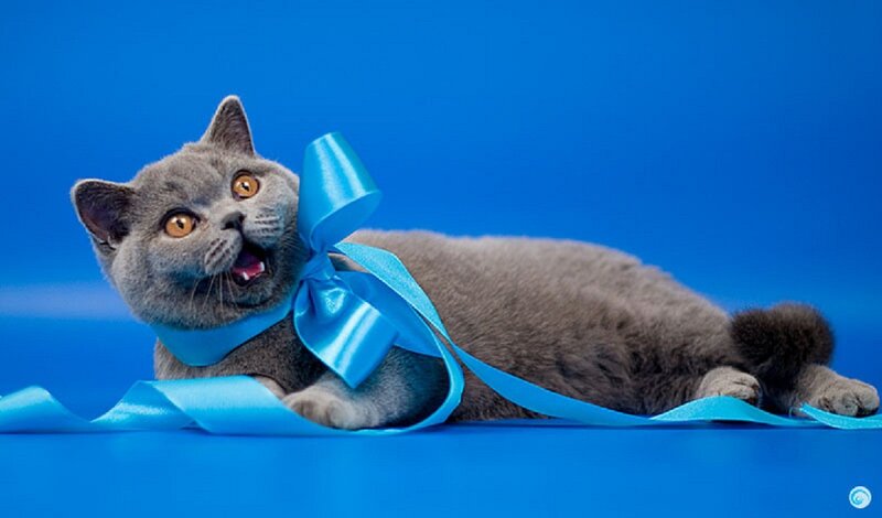 Gray Cat with Blue Ribbon — Playful