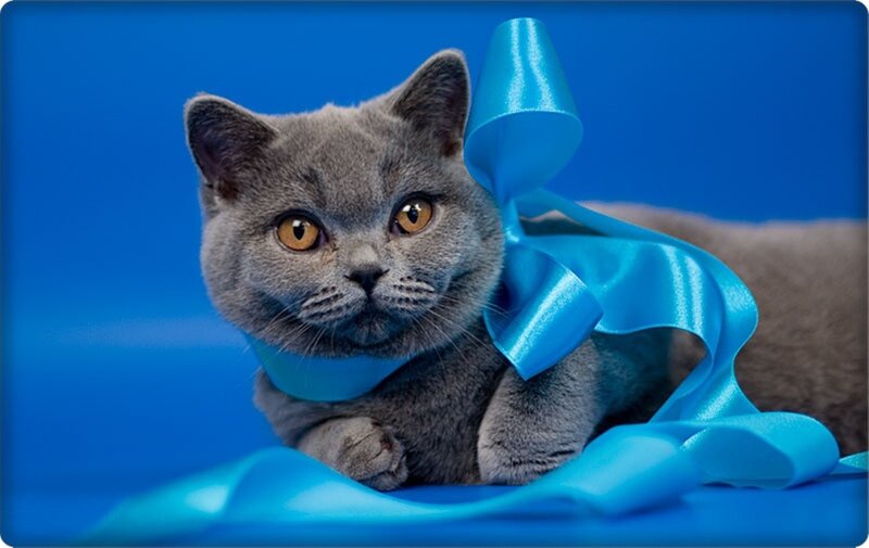 Gray Cat with Blue Ribbon