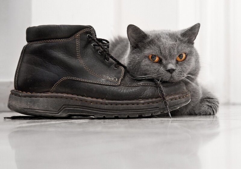 Gray Cat with Boot
