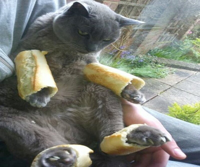 Gray Cat with Bread