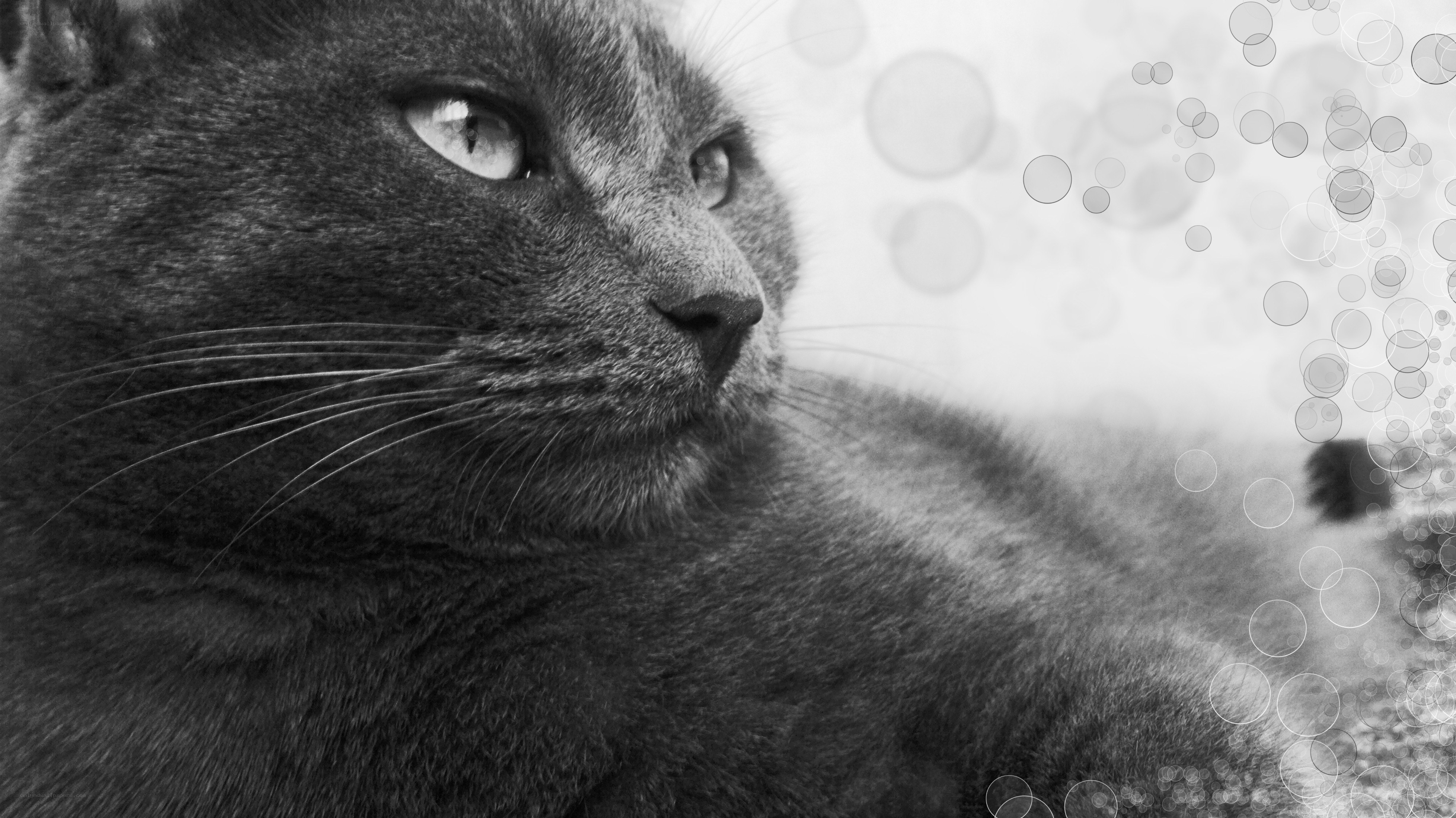 gray cat with bubbles