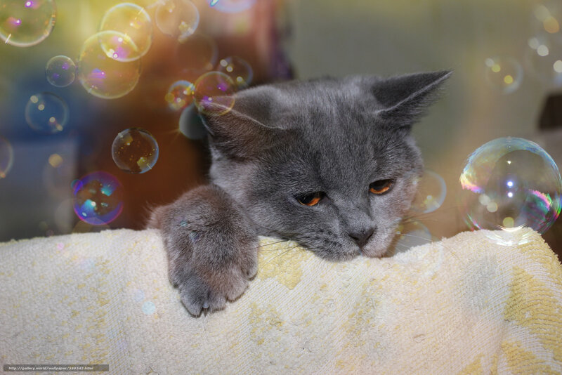 Gray Cat with Bubbles — Calm
