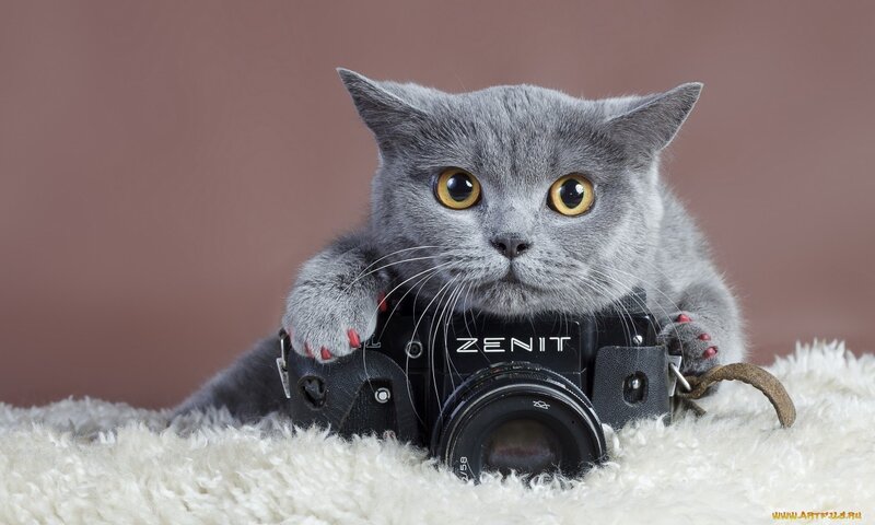 Gray Cat with Camera — Calm, Photograph, Fluffy Rug