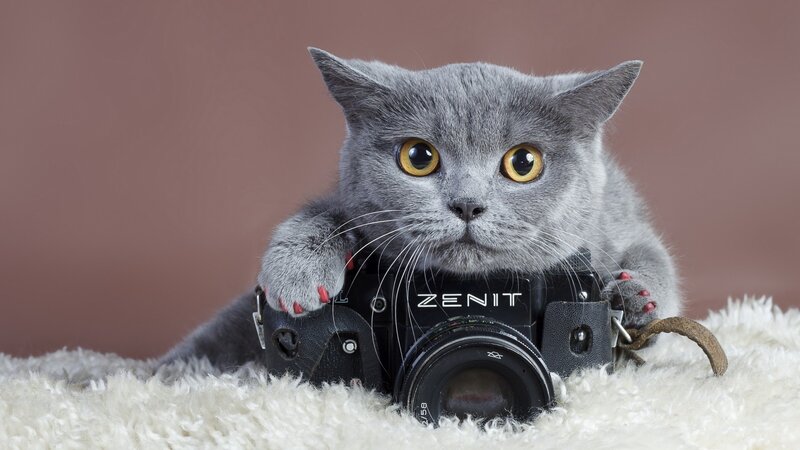Gray Cat with Camera — Calm, Photograph, White Rug