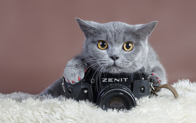 Gray Cat with Camera — Calm