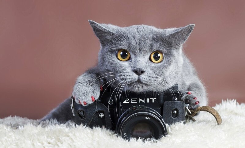 Gray Cat with Camera — Curious, Photograph
