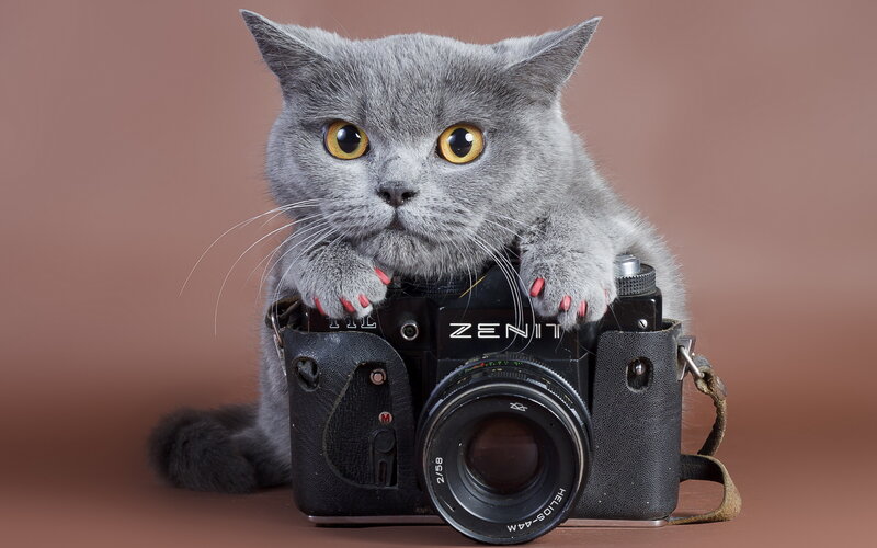 Gray Cat with Camera — Curious