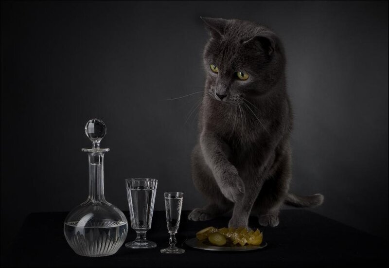 Gray Cat with Drinkware