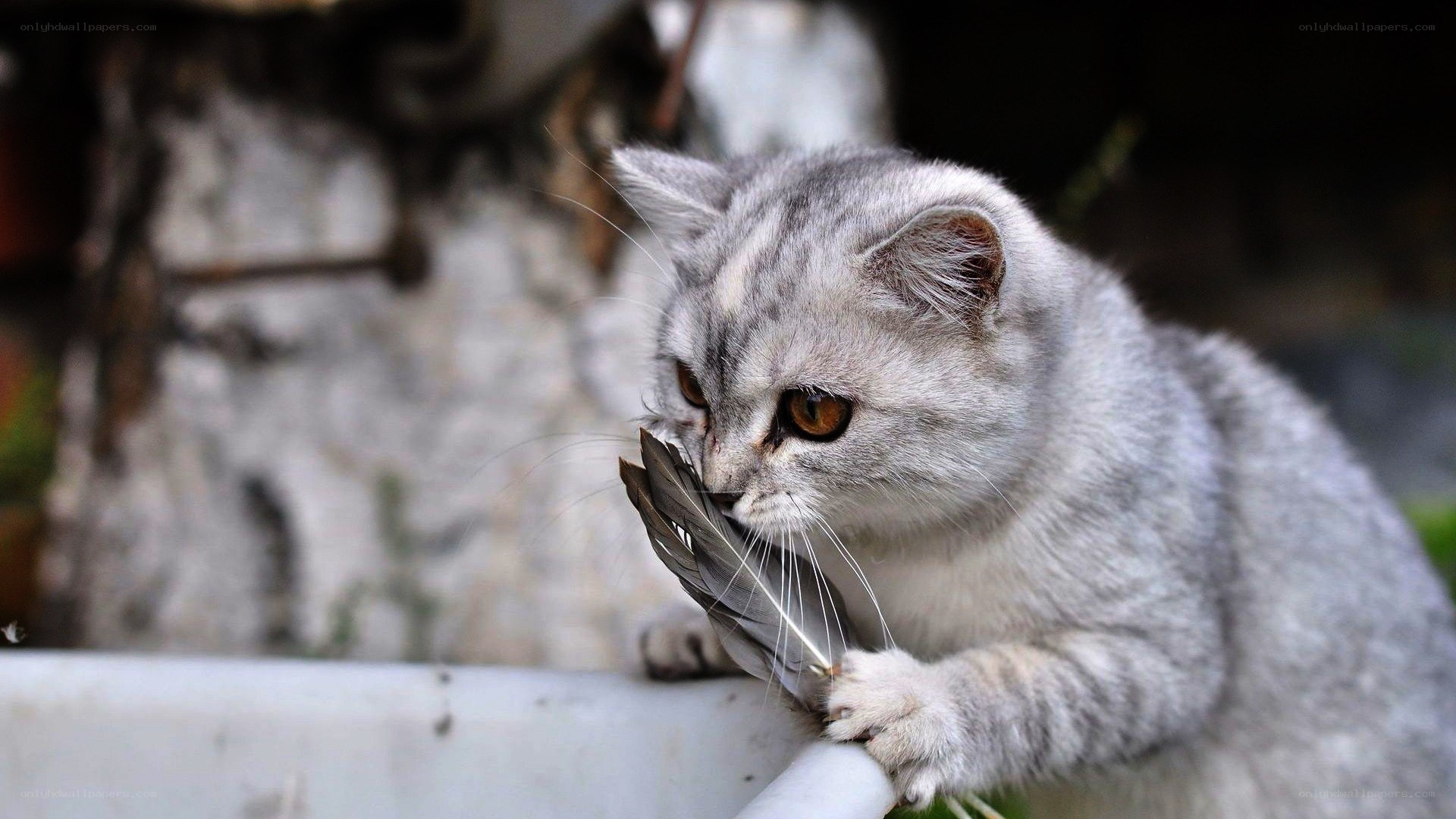 Gray cat with feather