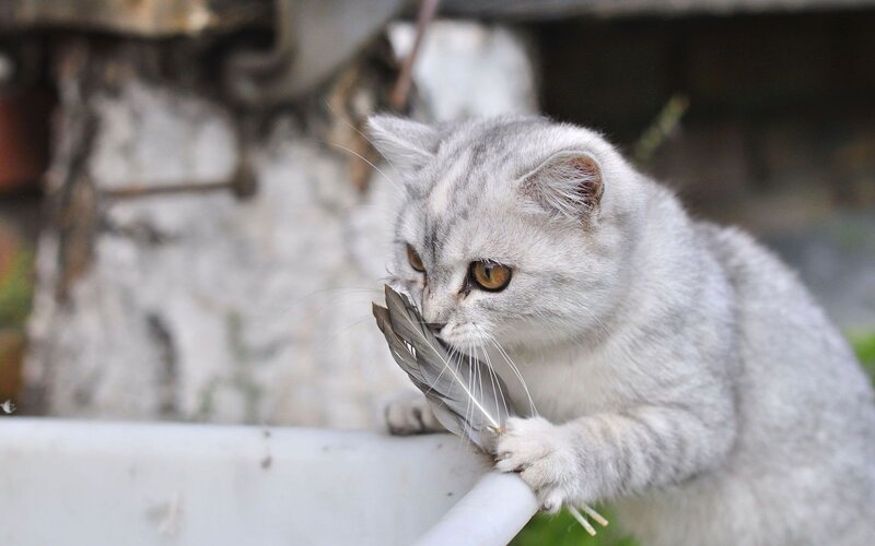 gray cat with feather