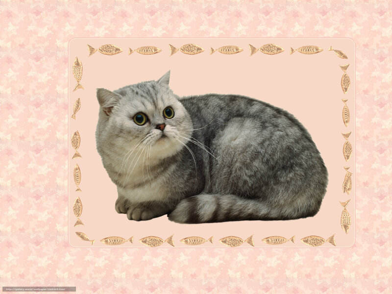 gray cat with fish border