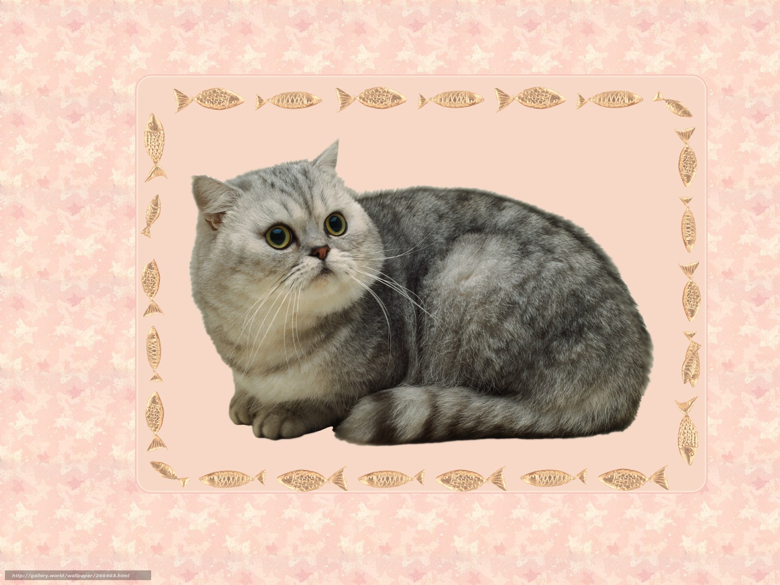gray cat with fish border