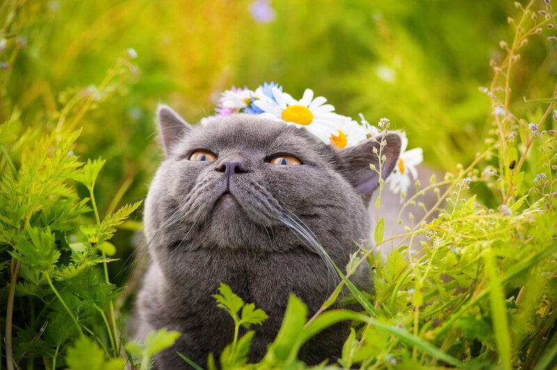 Gray Cat with Flower Crown