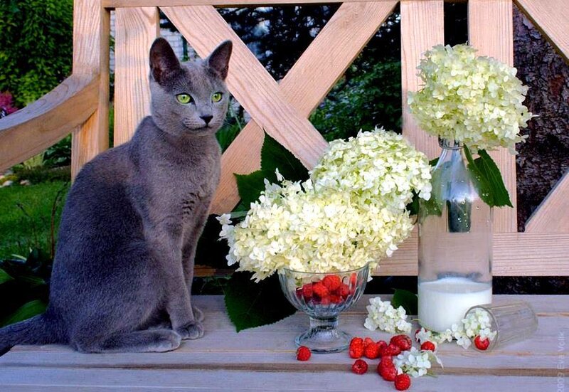 Gray cat with flowers and berries
