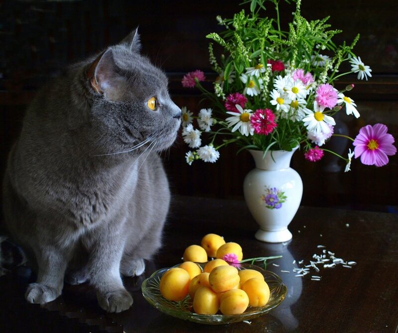 Gray Cat with Flowers