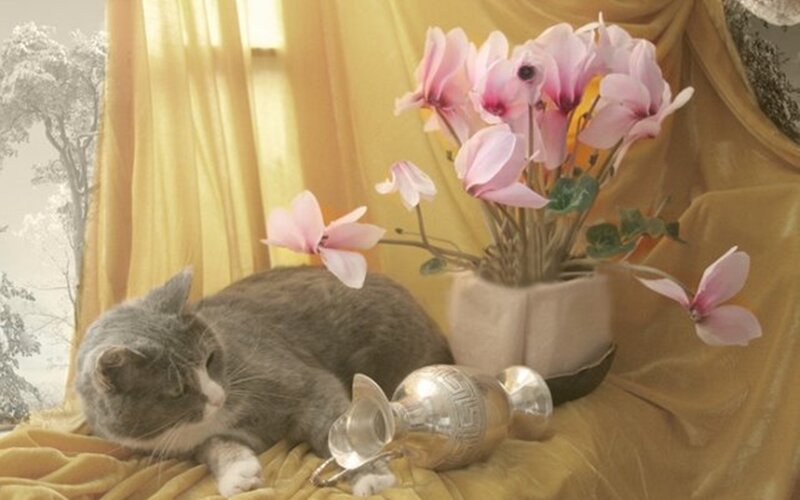 Gray Cat with Flowers — Yellow