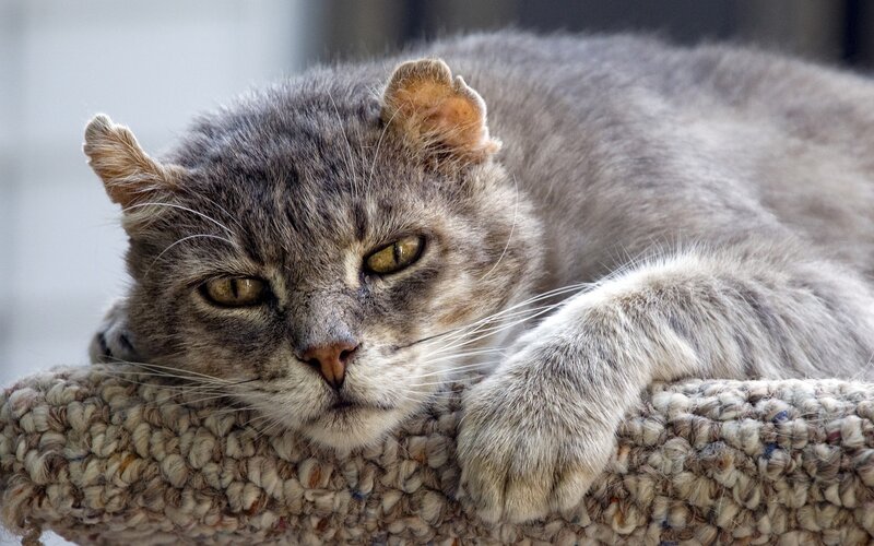 Gray Cat with Folded Ears — Calm, Photograph, Knit Surface