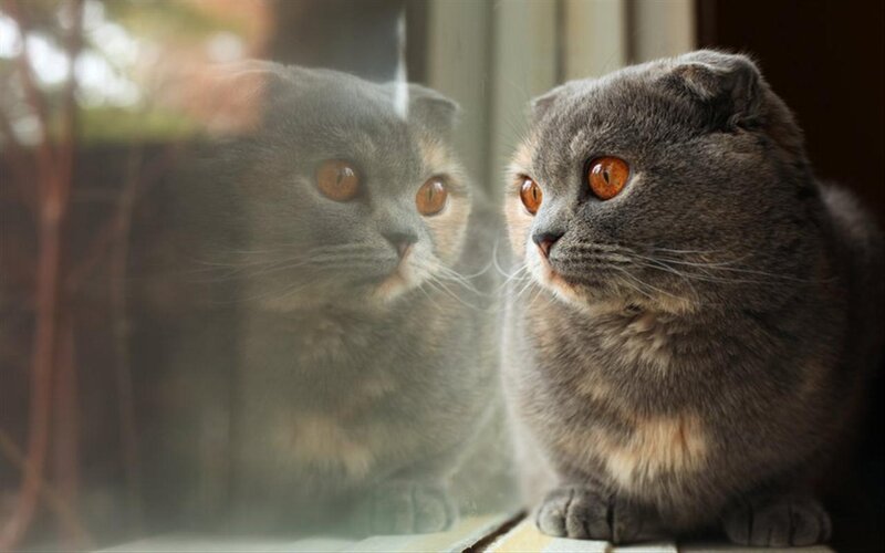 Gray Cat with Folded Ears — Calm