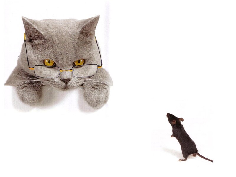 Gray Cat with Glasses