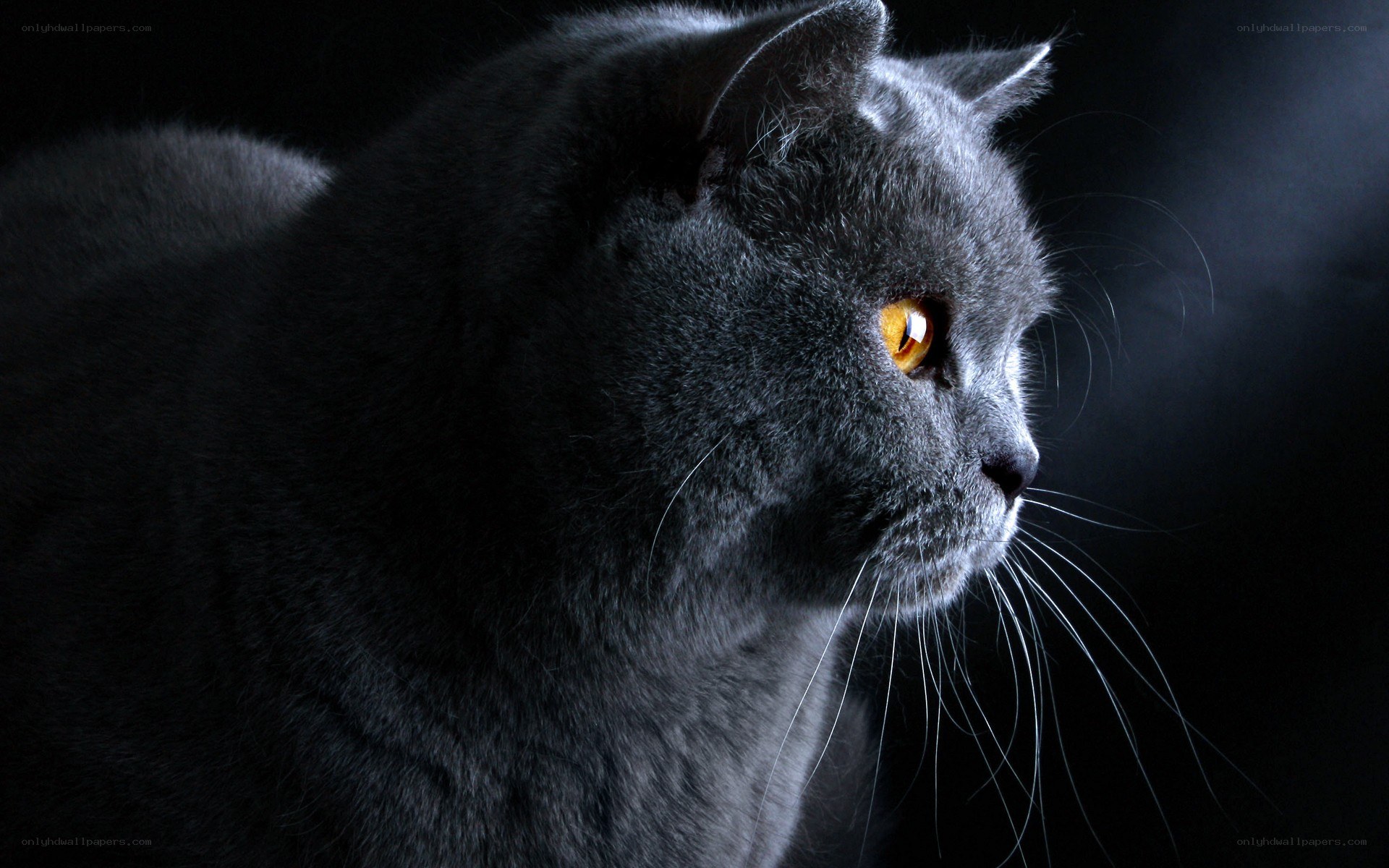 gray cat with glowing eyes