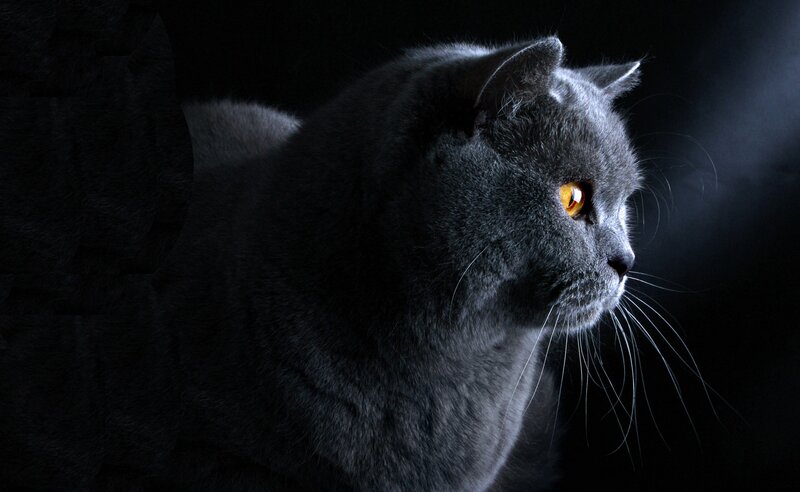 gray cat with glowing eyes