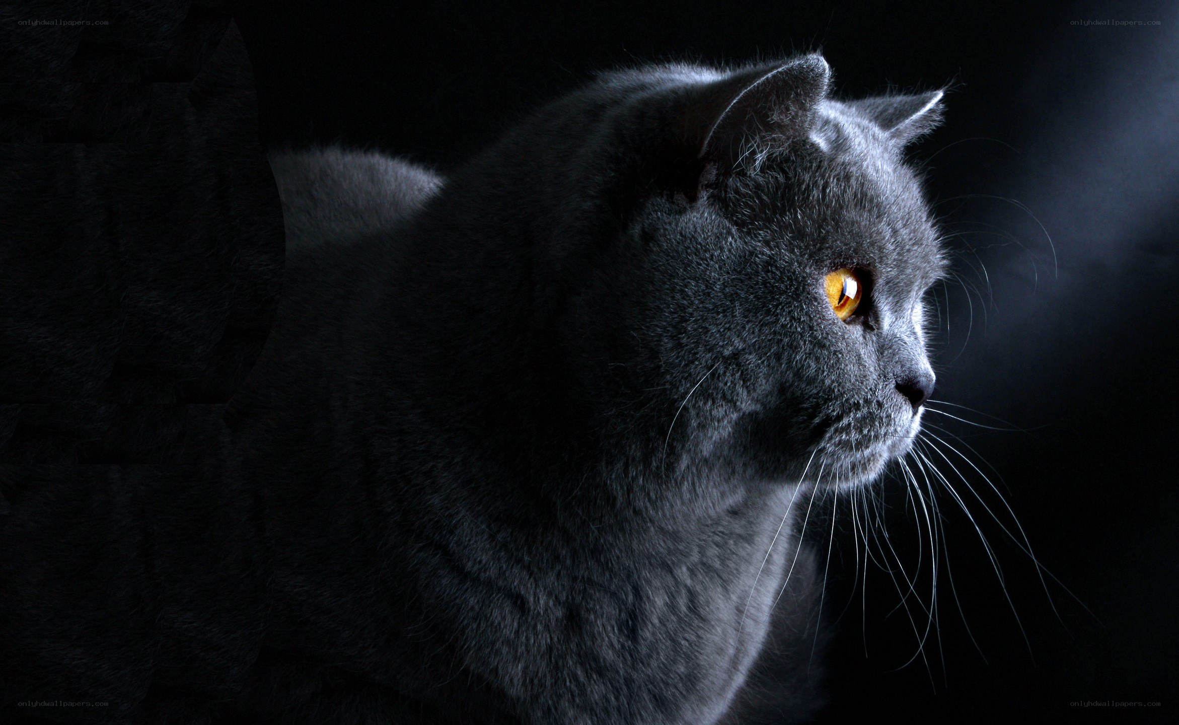 gray cat with glowing eyes